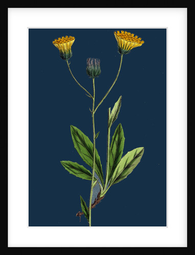 Hieracium Gothicum; Naked-Headed Hawkweed by Anonymous