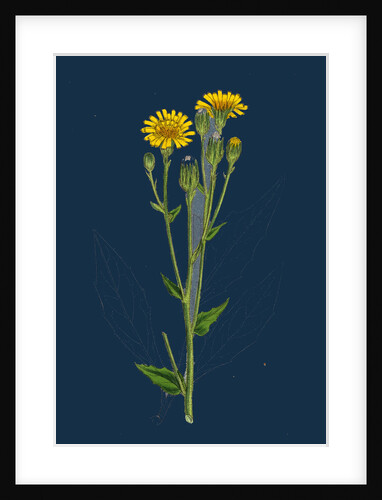 Hieracium Boreale; Broad-Leaved Hawkweed by Anonymous