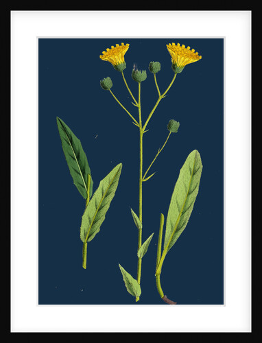 Hieracium Crocatum; Saffron Hawkweed by Anonymous