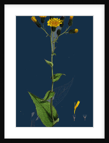 Hieracium Prenanthoides; Rough-Leaved Hawkweed by Anonymous