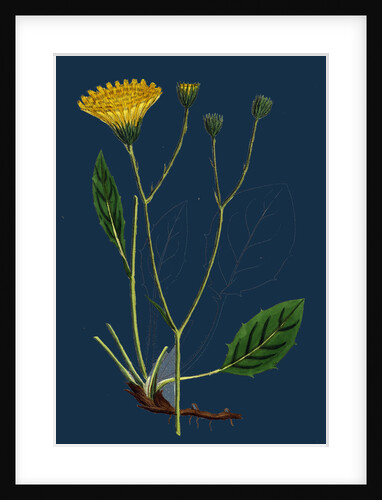 Hieracium Anglicum, Var. Genuinum; English Hawkweed, Var. A. by Anonymous
