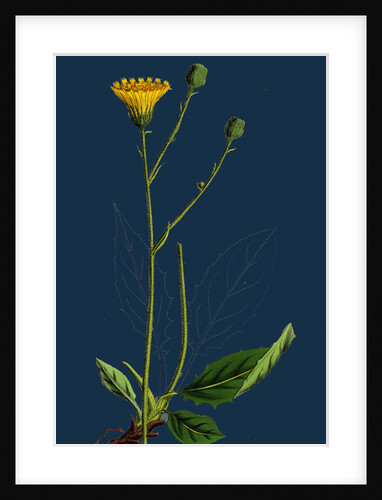 Hieracium Pallidum; Pale Hawkweed by Anonymous