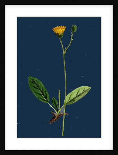 Hieracium Cinarescens; Hairy-Leaved Hawkweed by Anonymous