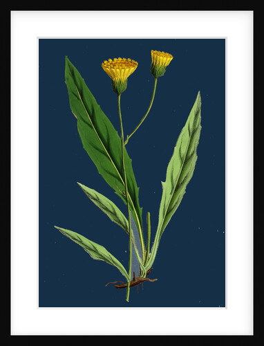 Hieracium Argenteum; Silvery Hawkweed by Anonymous