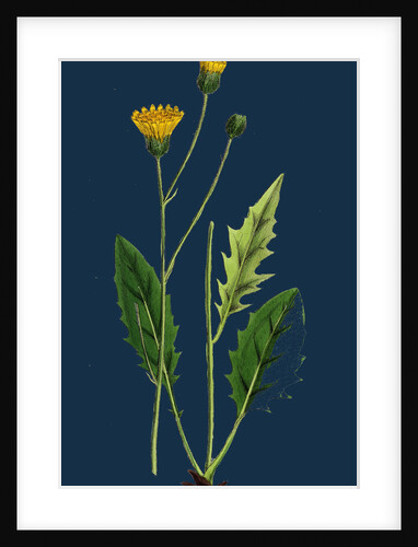 Hieracium Nitidum; Scaly-Stalked Hawkweed by Anonymous