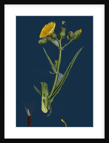 Sonchus Palustris; Marsh Sow-Thistle by Anonymous