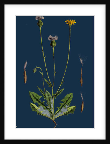 Crepis Foetida; Stinking Hawk's-Beard by Anonymous