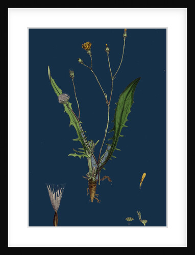 Crepis Virens; Smooth Hawk's-Beard by Anonymous