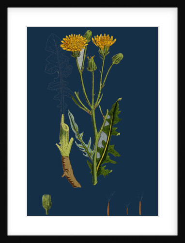 Crepis Biennis; Large Rough Hawk's-Beard by Anonymous