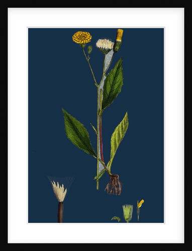 Crepis Paludosa; Marsh Hawk's-Beard by Anonymous