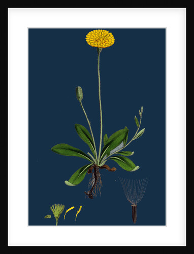 Hieracium Pilosella; Mouse-Ear Hawkweed by Anonymous