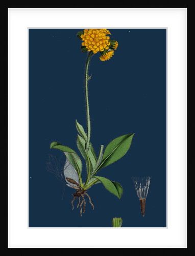 Hieracium Aurantiacum; Orange Hawkweed by Anonymous