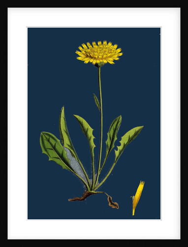 Hieracium Calenduliflorum; Marygold-Flowered Hawkweed by Anonymous
