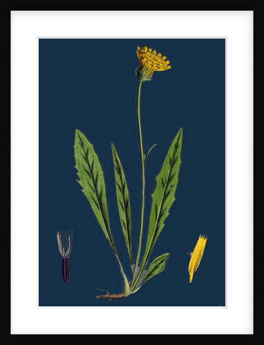 Hieracium Eximium; Grey-Headed Hawkweed by Anonymous