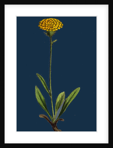 Hieracium Holosericeum; Woolly-Headed Hawkweed by Anonymous