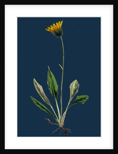 Hieracium Melanocephalum; Alpine Hawkweed by Anonymous