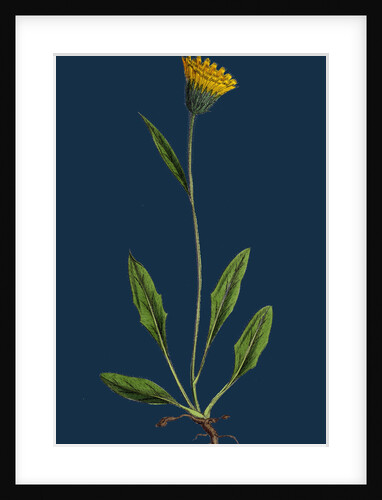 Hieracium Gracilentum; Slender Hawkweed by Anonymous