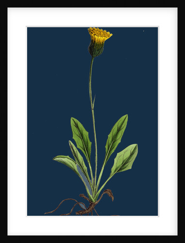 Hieracium Globosum; Globose-Headed Hawkweed by Anonymous