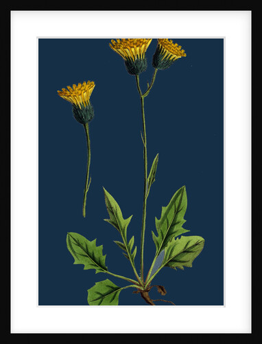 Hieracium Chrysanthum, Var. Genuinum; Golden-Flowered Hawkweed, Var. A. by Anonymous