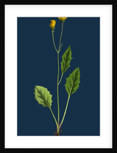 Hieracium Chrysanthum, Var. Microcephalum; Golden-Flowered Hawkweed, Var. B. by Anonymous