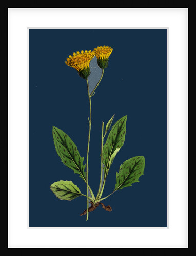 Hieracium Nigrescens; Black-Headed Hawkweed by Anonymous