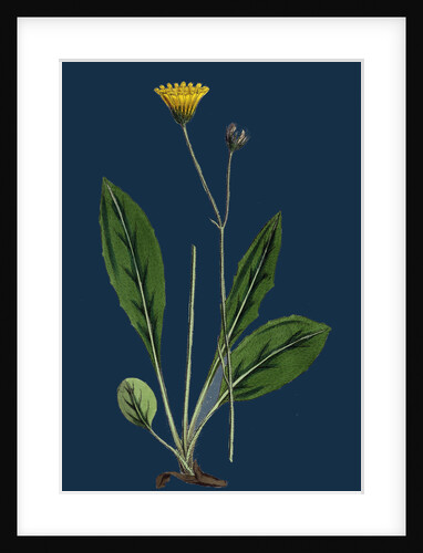 Hieracium Senescens; Grey-Lingulate-Leaved Hawkweed by Anonymous