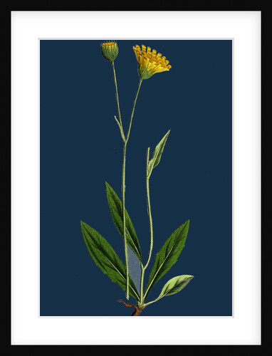 Hieracium Lingulatum; Lingulate-Leaved Hawkweed by Anonymous