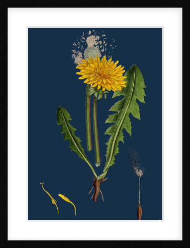 Taraxacum Officinale, Var. Genuinum; Common Dandelion, Var. A. by Anonymous