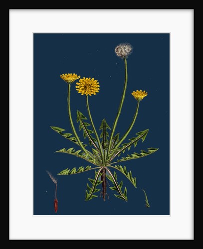 Taraxacum Officinale, Var. Erythrospermum; Common Dandelion, Var. B. by Anonymous