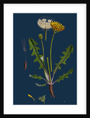Taraxacum Officinale, Var. Palustre; Common Dandelion, Var. D. by Anonymous