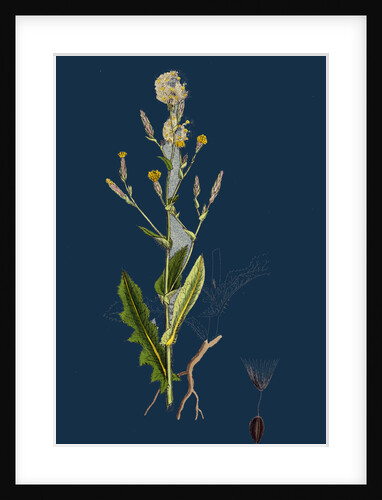 Lactuca Scariola; Prickly Lettuce by Anonymous