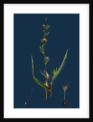 Lactuca Saligna; Least Lettuce by Anonymous