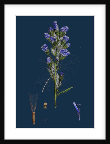 Mulgedium Alpinum; Blue Sow-Thistle by Anonymous