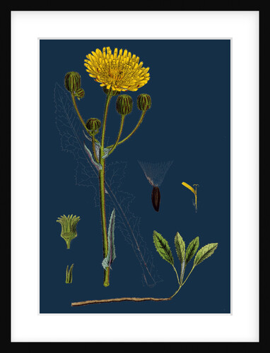 Sonchus Arvensis; Corn Sow-Thistle by Anonymous