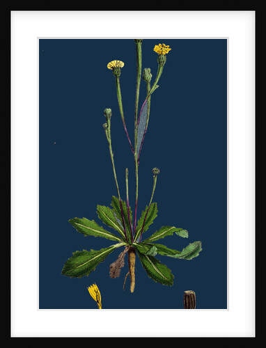 Arnoseris Pusilla; Swine's Succory by Anonymous