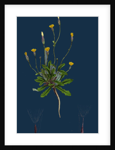 Hypochoeris Glabra; Smooth Cat's-Ear by Anonymous