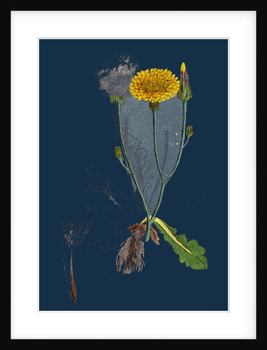 Hypochoeris Radicata; Long-Rooted Cat's-Ear by Anonymous