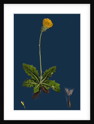 Hypochoeris Maculata; Spotted Cat's-Ear by Anonymous