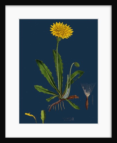 Leontodon Hispidus; Rough Hawk-Bit by Anonymous