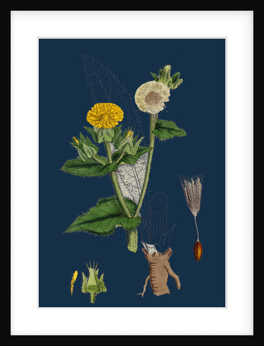 Helminthia Echioides; Bristly Ox-Tongue by Anonymous