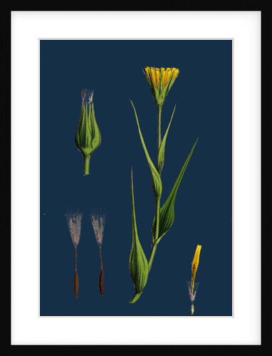 Tragopogon Pratensis, Var. Genuinus; Yellow Goat's-Beard, Var. A. by Anonymous