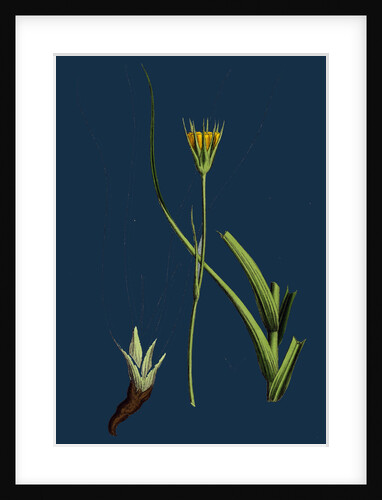 Tragopogon Pratensis, Var. Minor; Yellow Goat's-Beard, Var. B. by Anonymous