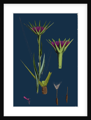 Tragopogon Porrifolius; Salsify by Anonymous
