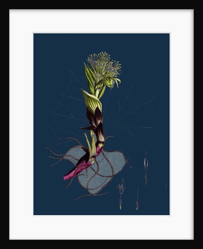 Petasites Albus; White Coltsfoot by Anonymous