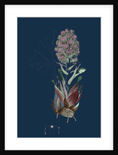 Petasites Vulgaris; Common Butter-Bur, Sub-Male by Anonymous