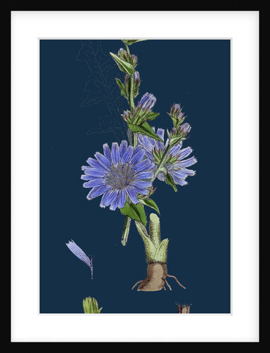 Cichorium Intybus; Wild Succory by Anonymous