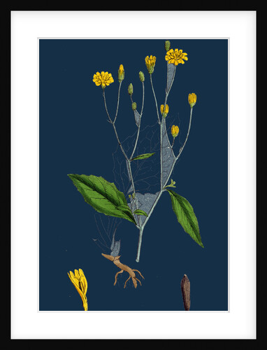 Lapsana Communis; Common Nipple-Wort by Anonymous