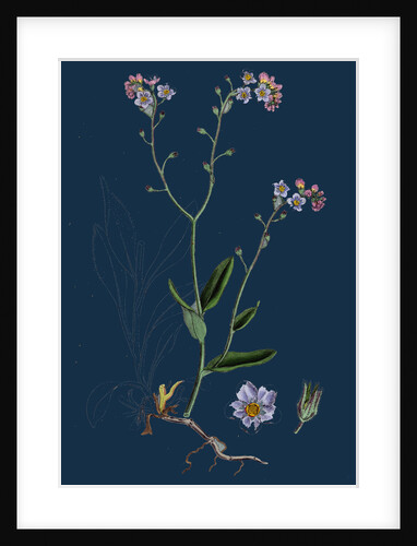 Myosotis Sylvatica; Wood Forget-Me-Not by Anonymous