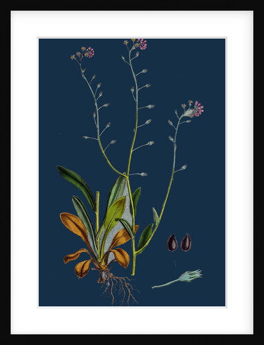 Myosotis Arvensis; Field Forget-Me-Not by Anonymous