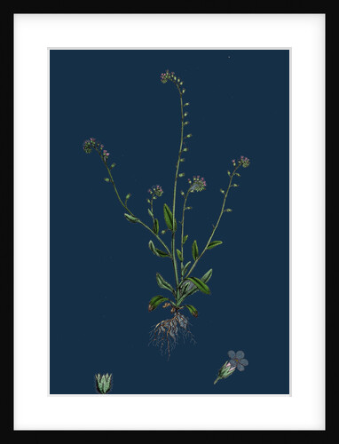 Myosotis Collina; Dwarf Forget-Me-Not by Anonymous